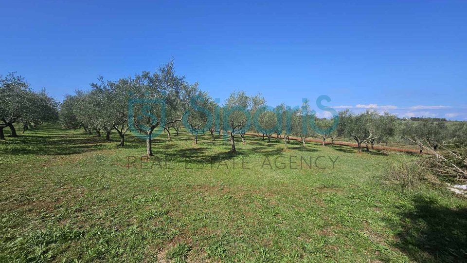 UMAG ZAMBRATIJA LAND WITH HOUSE AND OLIVES