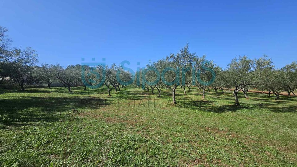 UMAG ZAMBRATIJA LAND WITH HOUSE AND OLIVES