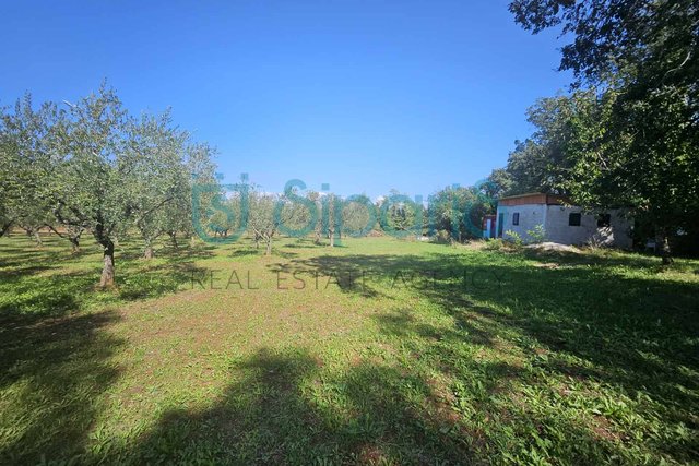 UMAG ZAMBRATIJA LAND WITH HOUSE AND OLIVES