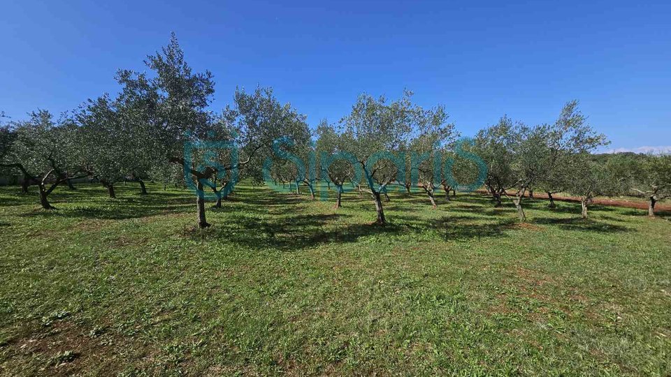 UMAG ZAMBRATIJA LAND WITH HOUSE AND OLIVES