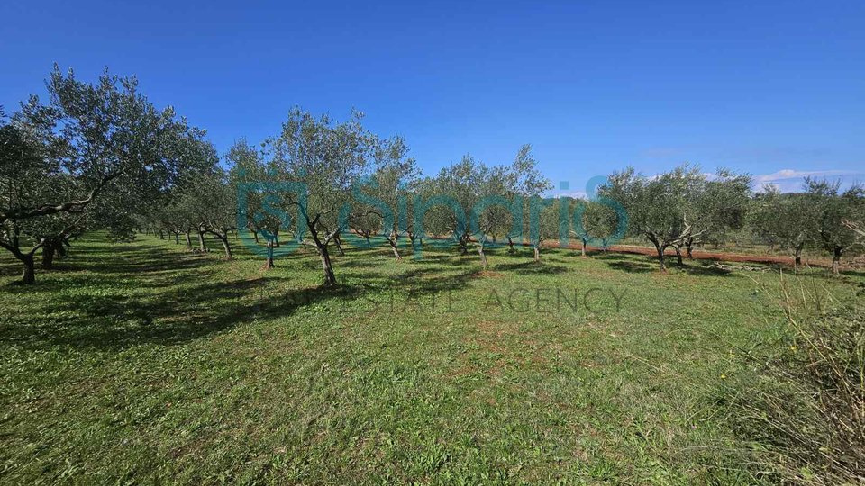 UMAG ZAMBRATIJA LAND WITH HOUSE AND OLIVES