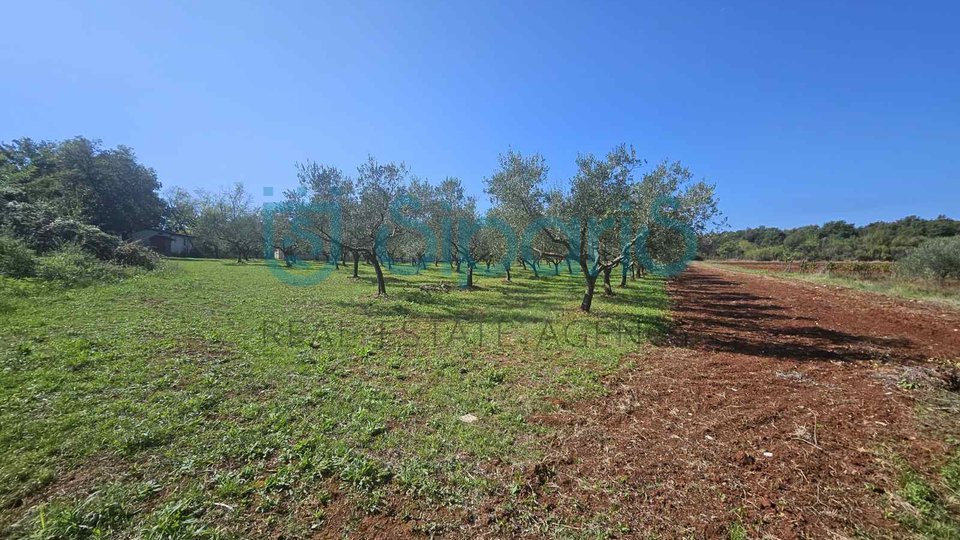 UMAG ZAMBRATIJA LAND WITH HOUSE AND OLIVES